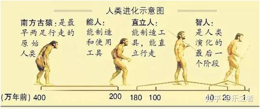从类人猿到人类 - 知乎