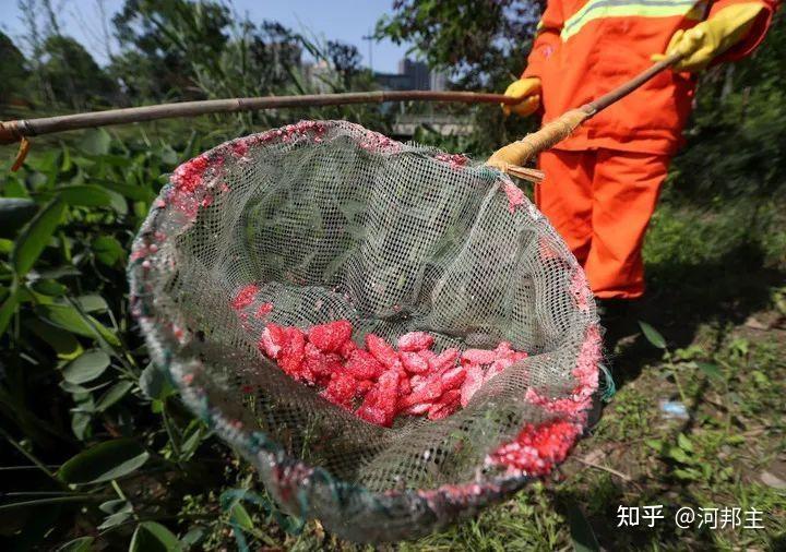 人工清理福寿螺固然环保,既要环保又要高效可以选生态制剂螺卵净 - 知乎