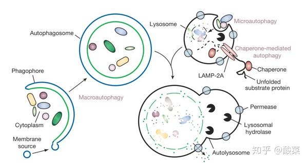一般哺乳动物的细胞自噬可以分为以下三种类型:大自噬/宏自噬(macro