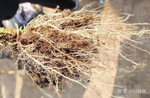 番茄根系长得差,长势弱是什么原因造成的?