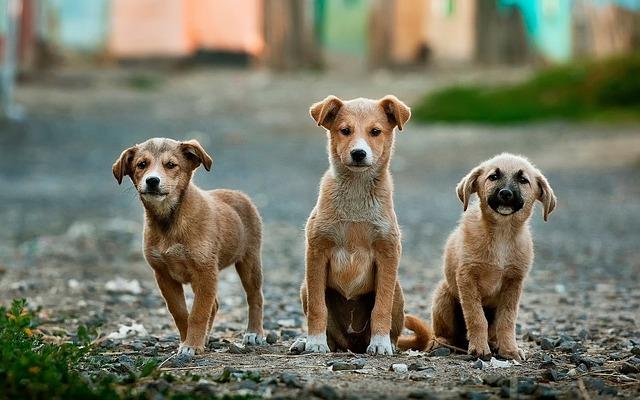 消灭流浪狗狂犬病 狗粉 完胜打狗队 知乎