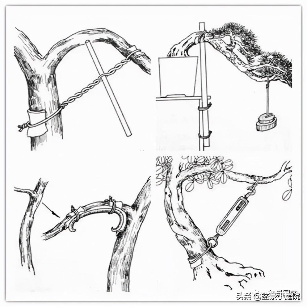 盆景的打彎技巧