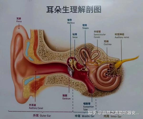 为什么会有听力损失? - 知乎