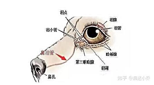 狗狗泪痕是怎么形成的?以及解决办法
