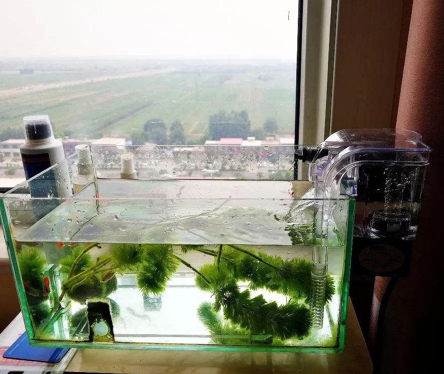 60草缸用壁挂过滤器,小身材也有大用处