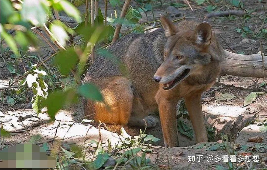 《关于传说生物狈的研究》 - 知乎