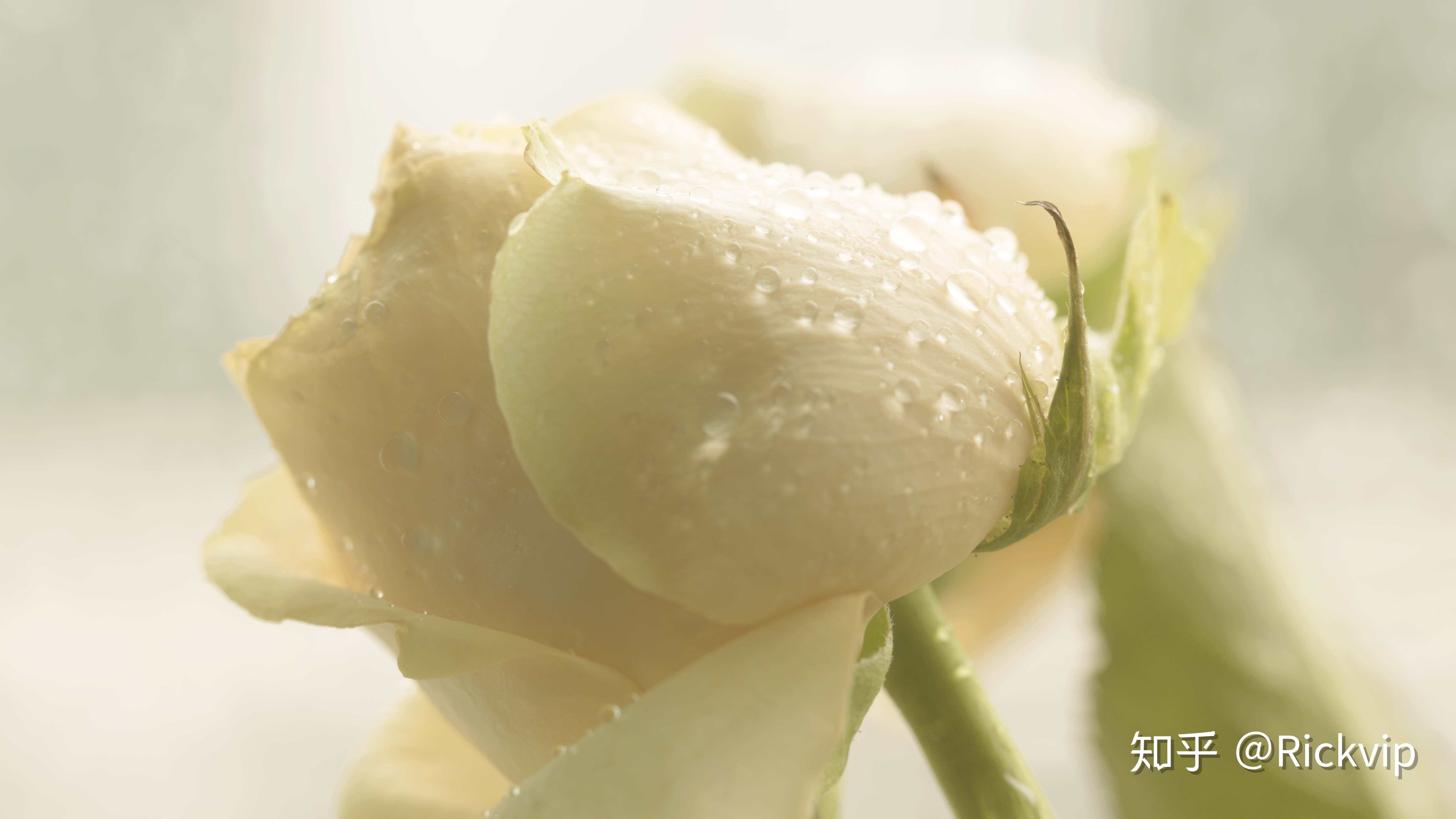 山居岁月(六)雨中的月季