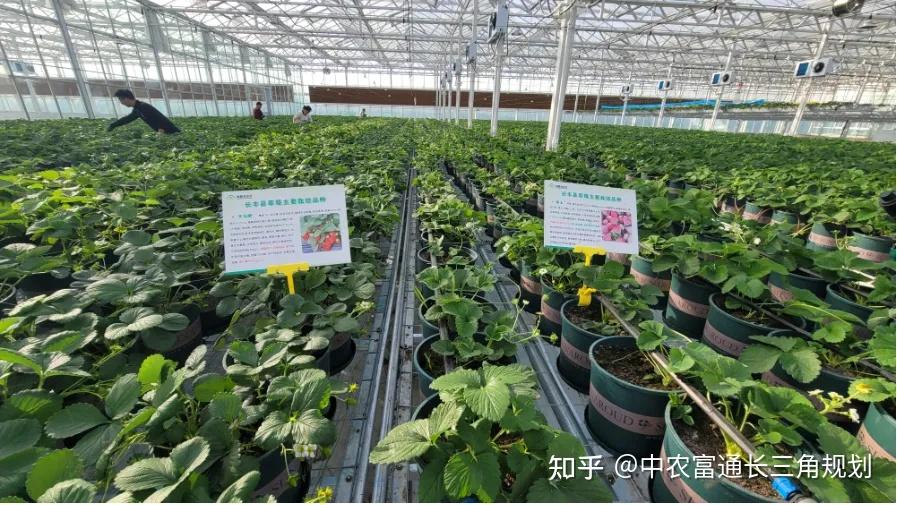 安徽特色农业"跨界出圈" "土特产"做成"大产业"