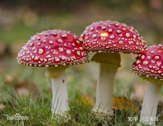有毒植物中毒知识小科普 - 知乎
