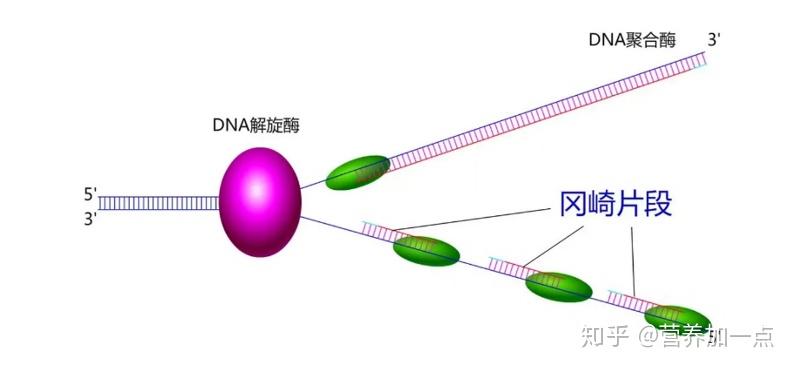 长寿新发现？聊聊端粒究竟是什么~ - 知乎