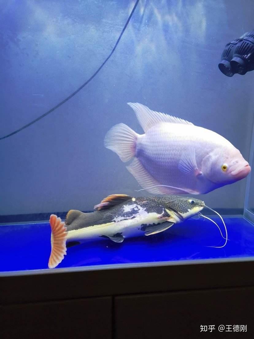 如何防止招财猫鱼吃小鱼