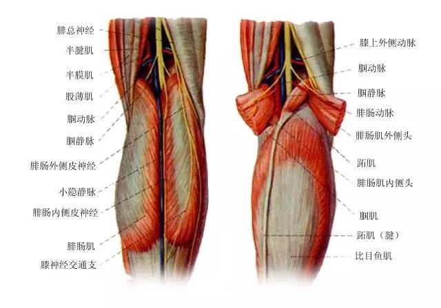 腘窝拉扯痛图片