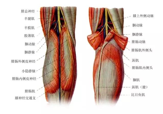腘窝处疼痛的常见原因