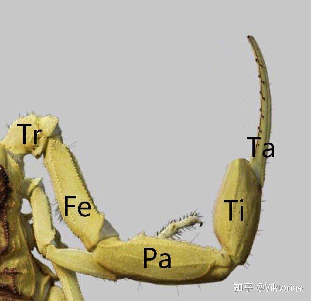 蝎类形态学蝎子的钳子实际上只是长了角的腿