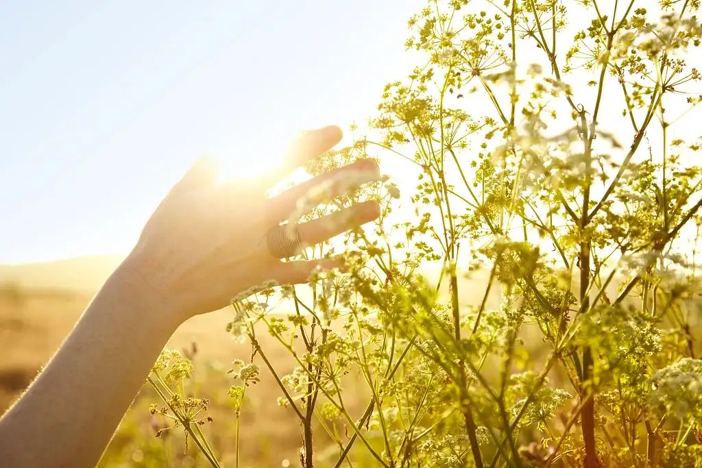 精油入门冬季香薄荷