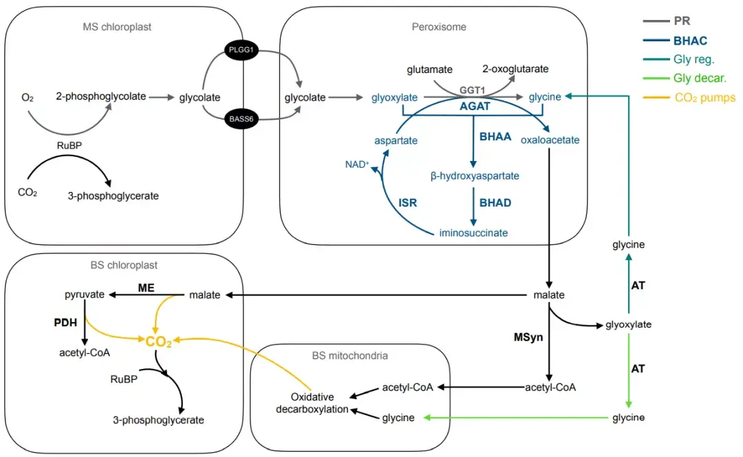 synthetic c4 cycle between mesophyll (ms) and bundle sheath