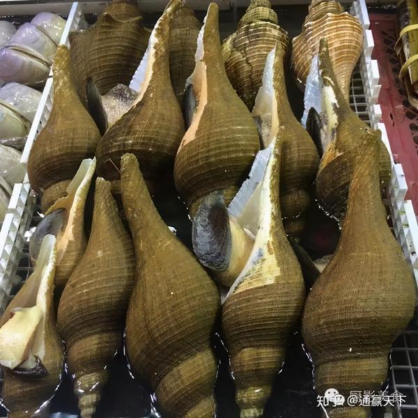 著名螺类食材大全，你吃过几种呢？ - 知乎