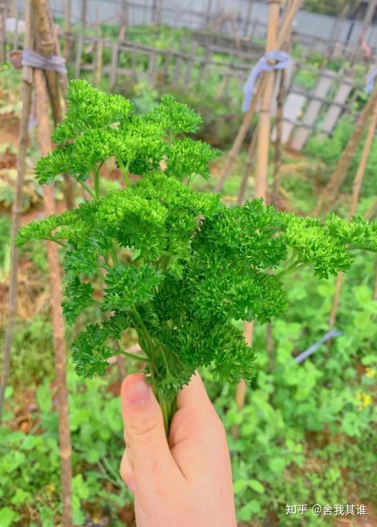 欧芹的营养与功效 - 知乎