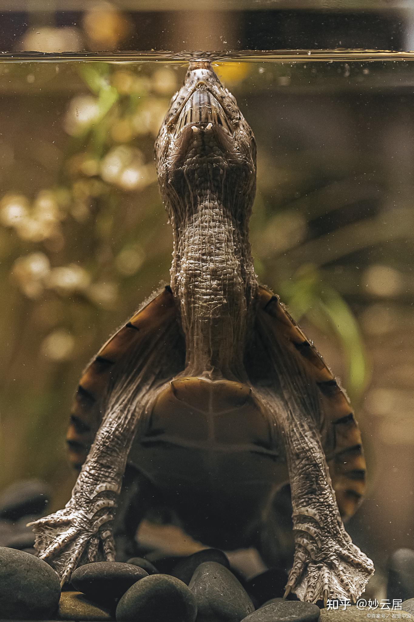 中华草龟适量水量:乌龟不要一直生活在深水中,因为它们在水里会一直在