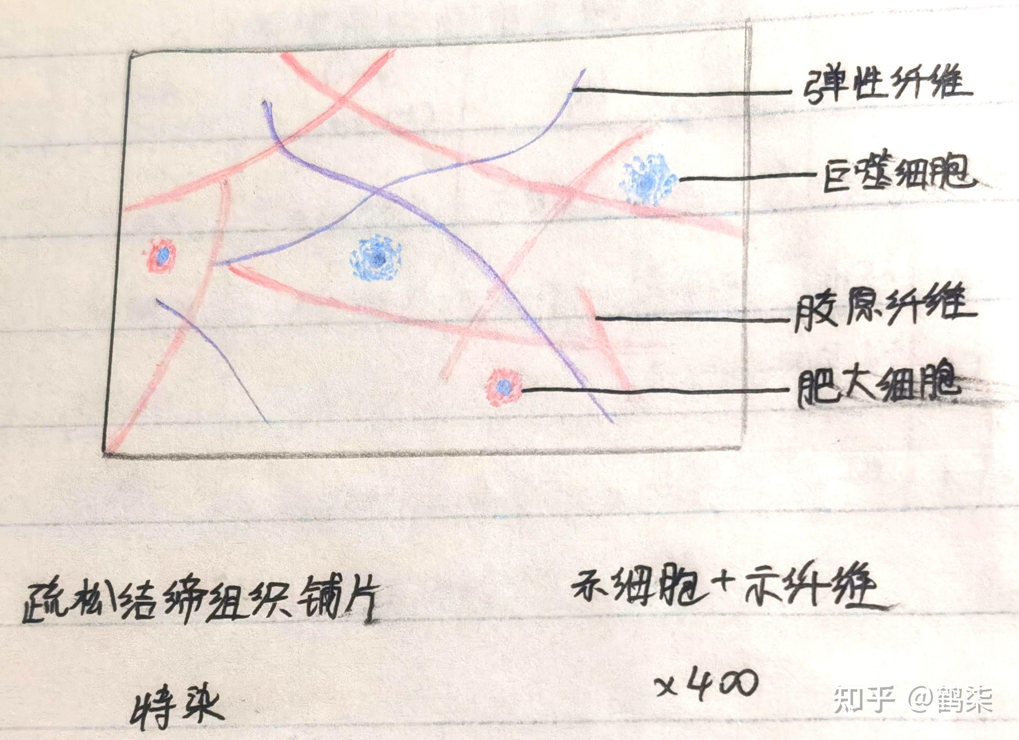 組胚紅藍鉛筆繪圖