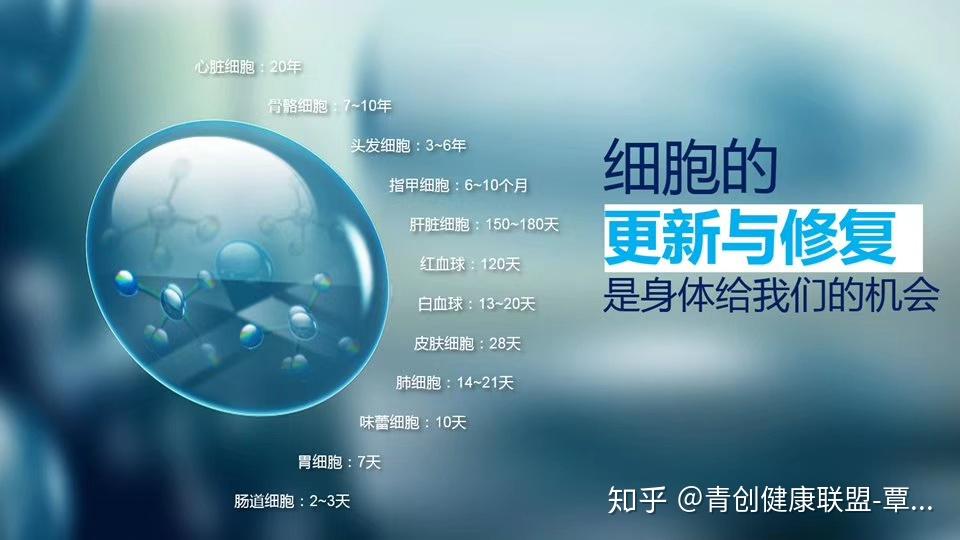 细胞负责修复身体你负责提供原材料