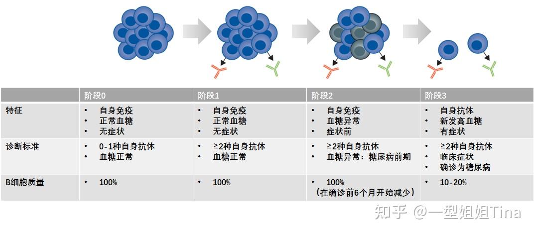 在一級家族成員中,1型糖尿病的風險很大程度上取決於高危基因型的存在