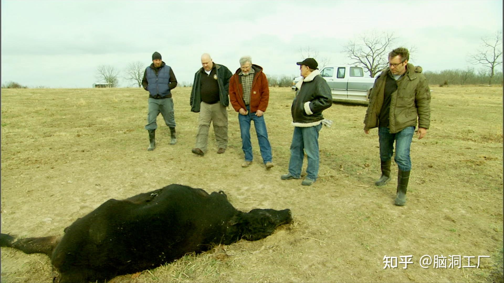 美国屠牛事件图片