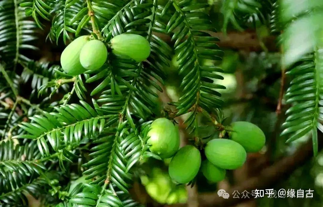 侧柏叶洗发皂哪个品牌好？对脱发真的有效吗？ - 知乎