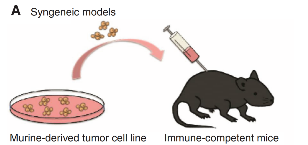 免疫腫瘤學藥物臨床前評估小鼠模型: a. 同種移植模型, b.