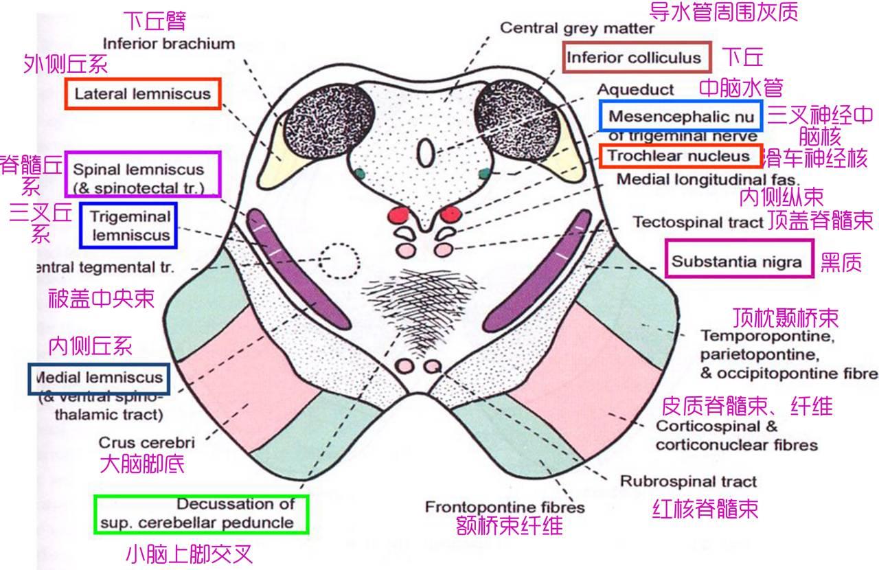 脑干切面观 - 知乎