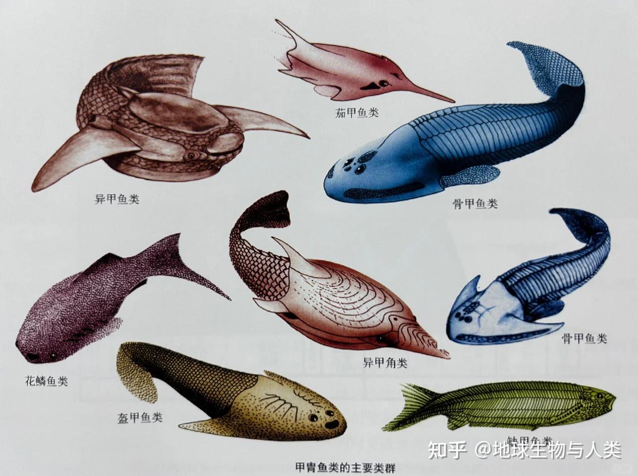【鱼类全系列】脊椎动物亚门—无颌总纲(上) - 知乎