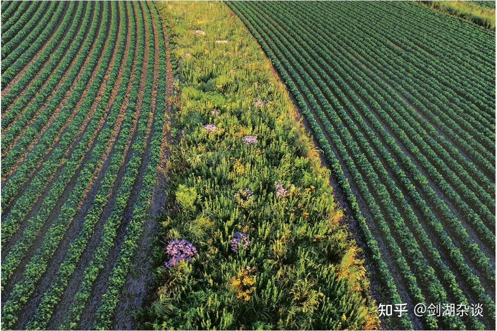 100-沃土悲歌-美国耕地退化启示录下-五十年后,美国将无土可耕? - 知乎