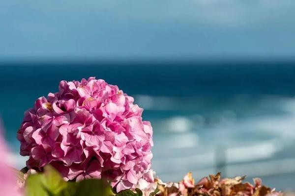 日本这些高颜值的紫阳花海 美得让人窒息 知乎