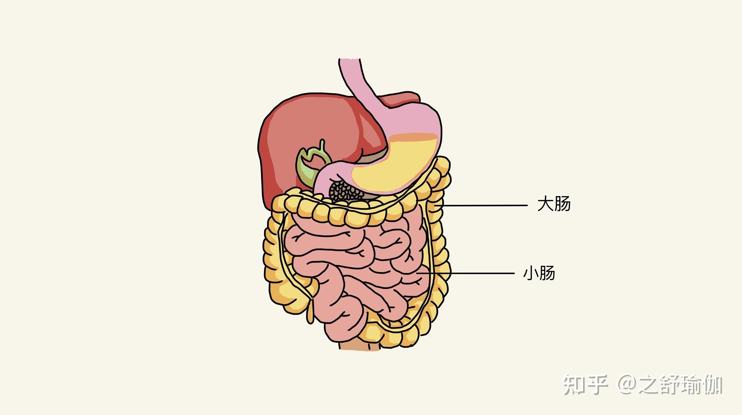 认识大小肠