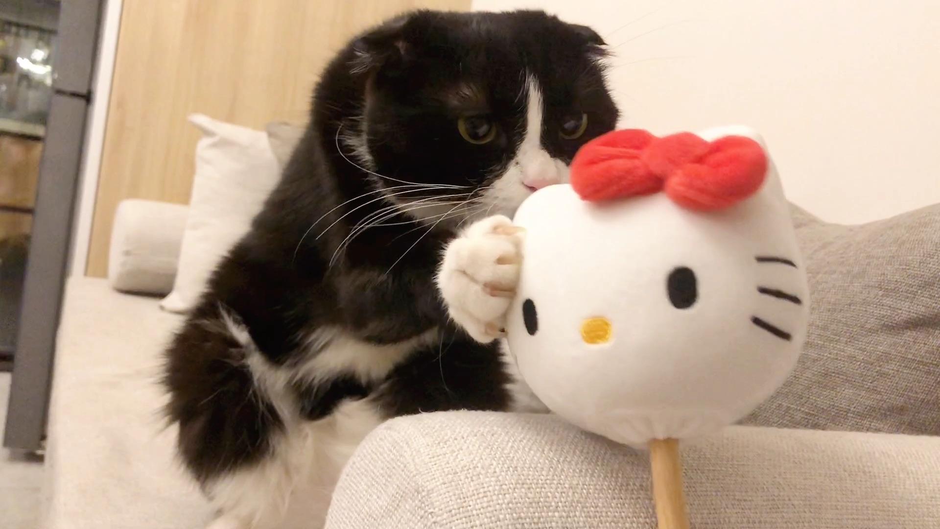 不可思议,奶牛猫居然会主动亲人!