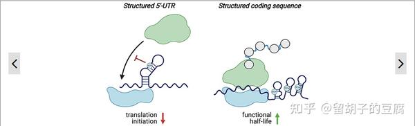 密码子和二级结构对mRNA蛋白表达水平的影响。 - 知乎