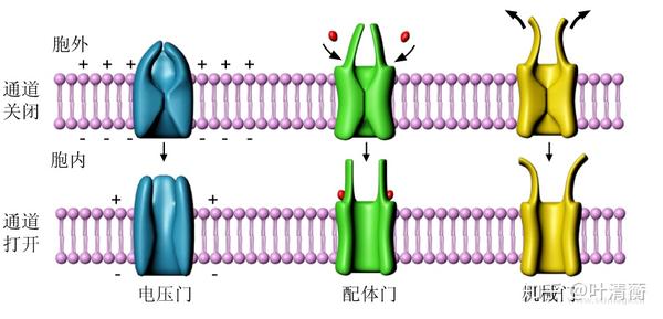 高中生物重要插图第二期 - 知乎