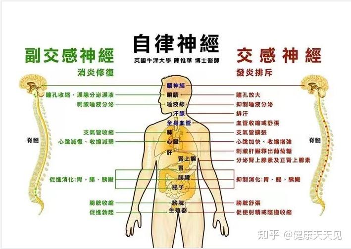 导致大脑神经功能失调,进而影响自律神经系统与全身的内脏器官功能