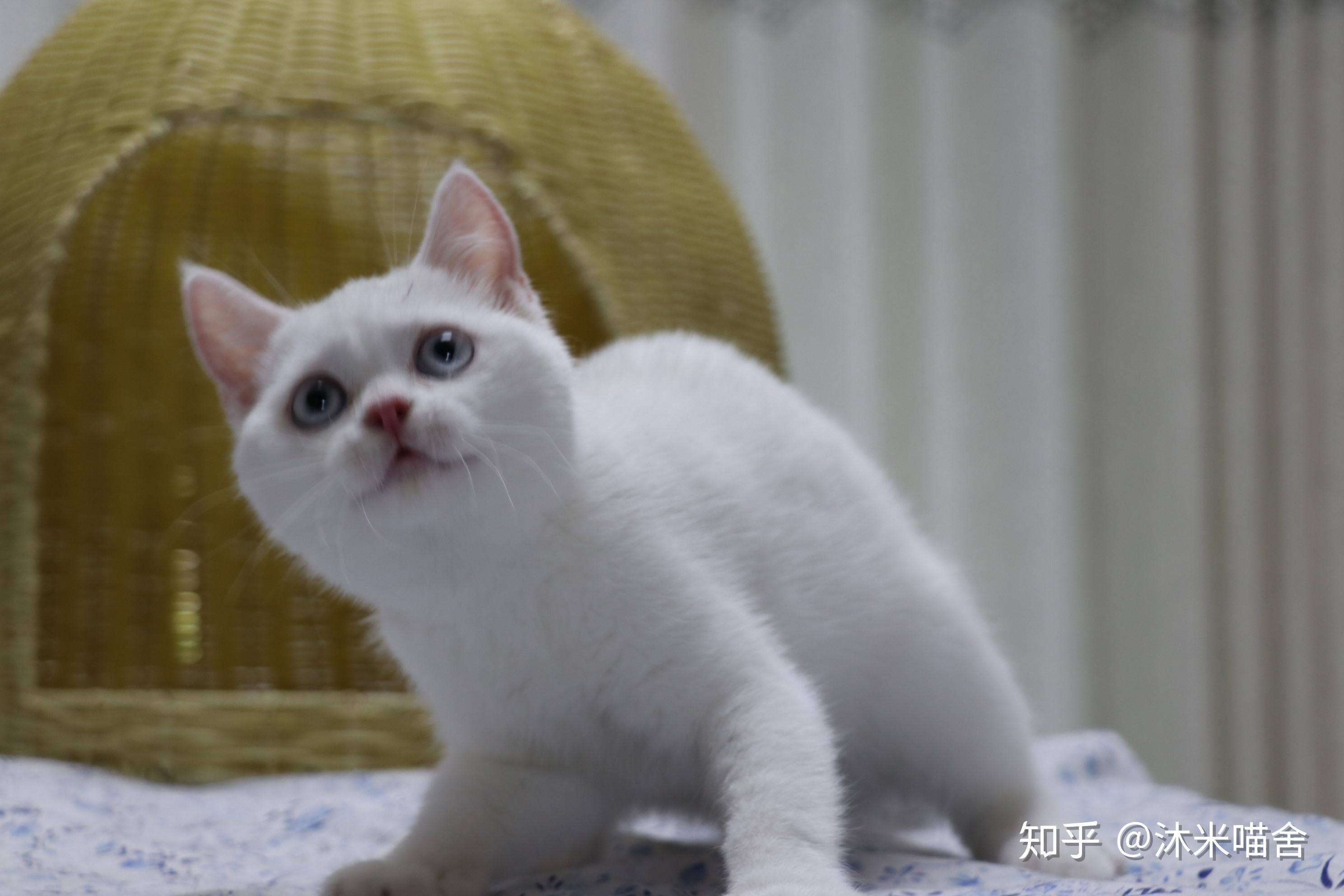 161英短纯白母五粉眼睛蓝色头无灰色毛