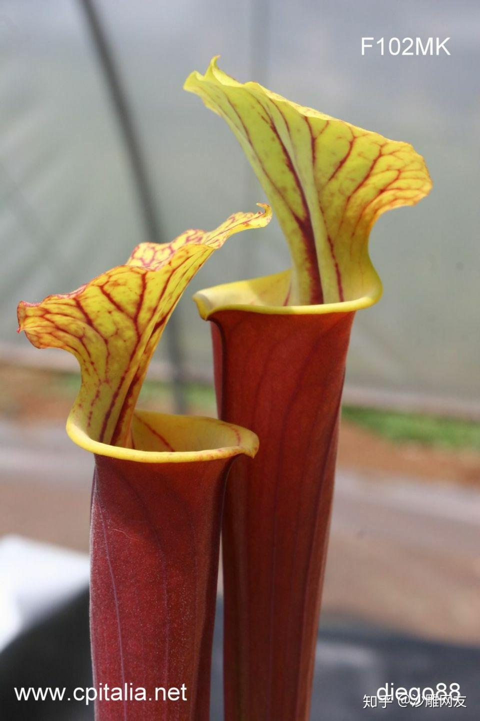 本文章专门介绍黄瓶子草