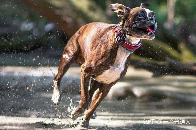 那么养一只拳师犬是什么体验呢?