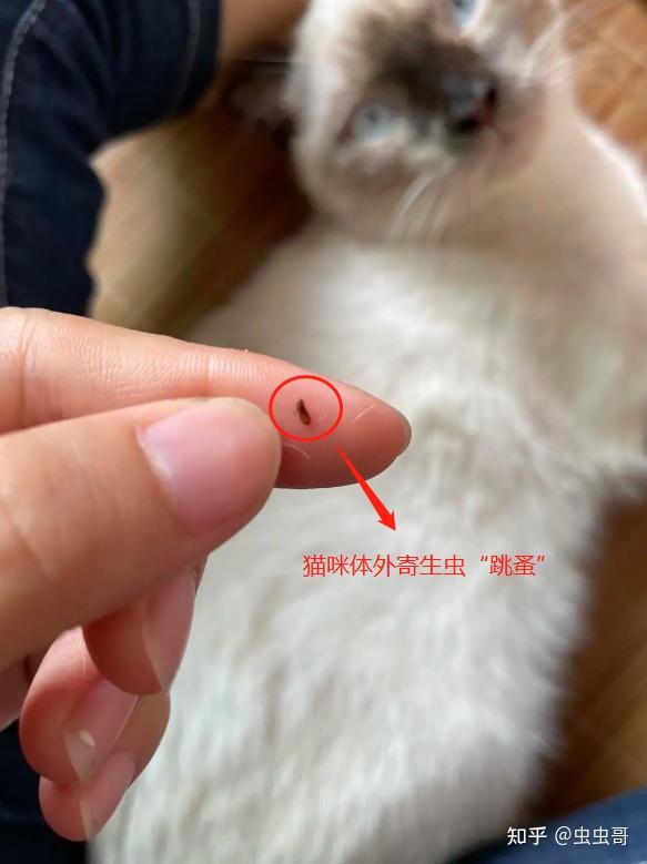 床上好像总有跳蚤怎么办 换了被子还是会有?