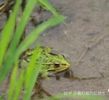 创业养殖故事_大学生养殖创业故事_穿山甲养殖创业故事