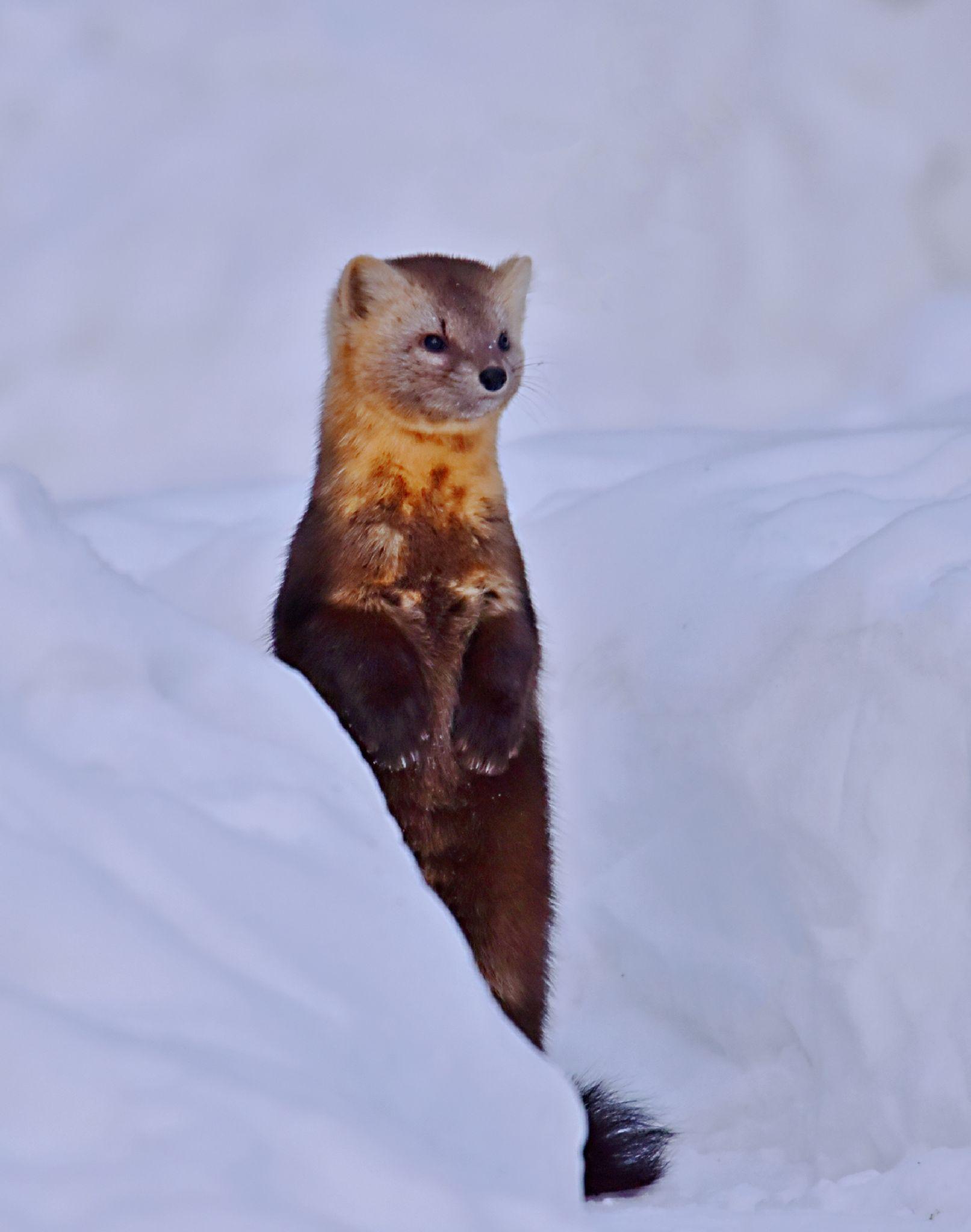警惕瞭望的紫貂 - 知乎