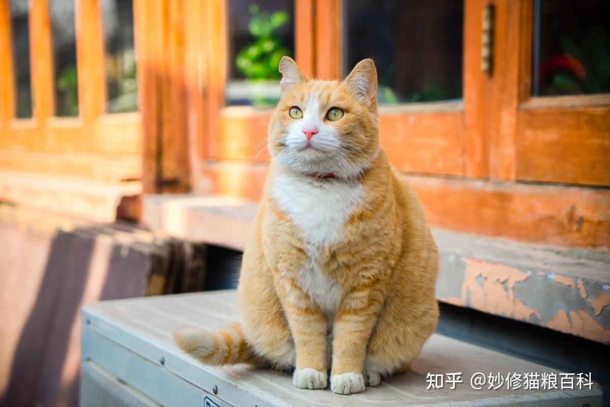 养了“橘猫”8年，我才了解它这些事情 - 知乎