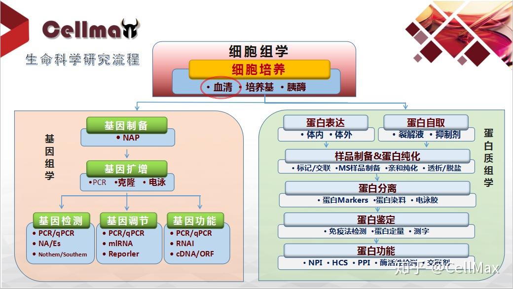 血清gdp_见血清图片