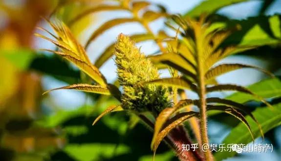 一相似度很高的野菜香椿核桃树芽刺嫩芽臭椿芽油漆芽