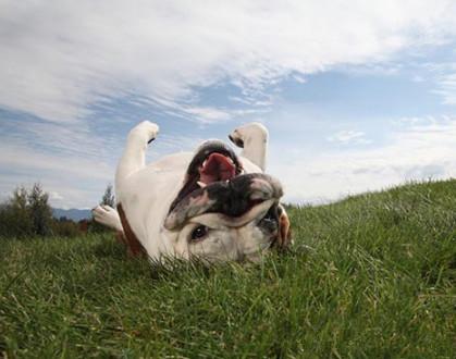 狗狗全身发痒,该如何帮助狗狗去除身上的跳蚤