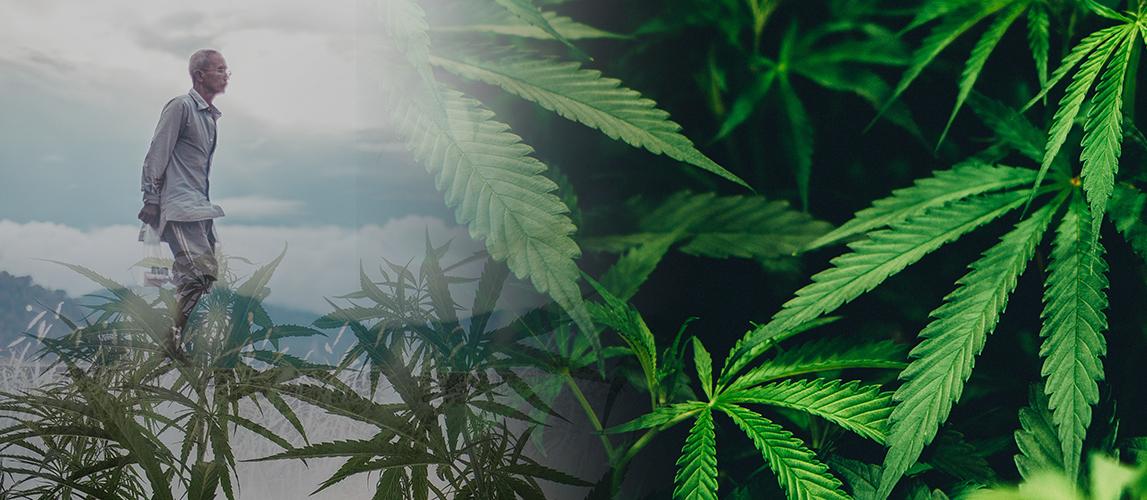 我在云南种大麻 从无人问津到疯狂圈地只有一夜之间丨棱镜 知乎 我在云南种大麻 从无人问津到疯狂圈地只有一夜之间丨棱镜 知乎