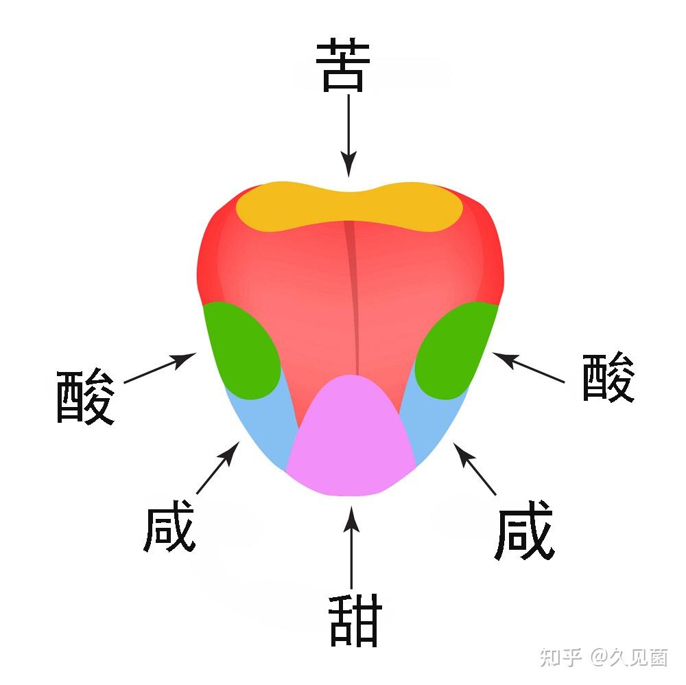 味蕾分布图片